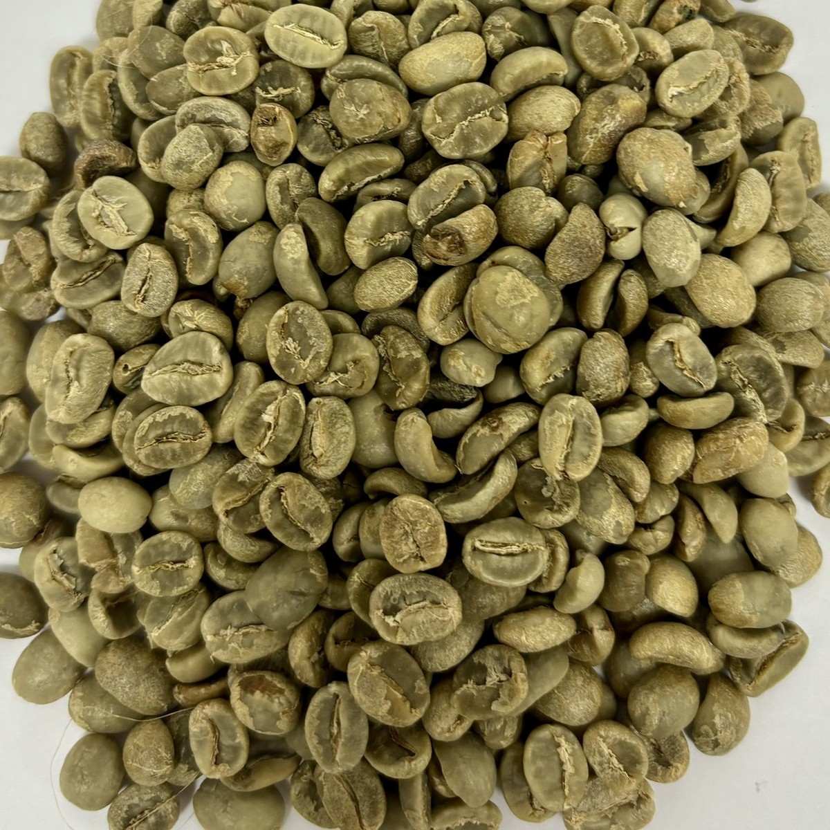 Green Robusta beans, unroasted sample photo
