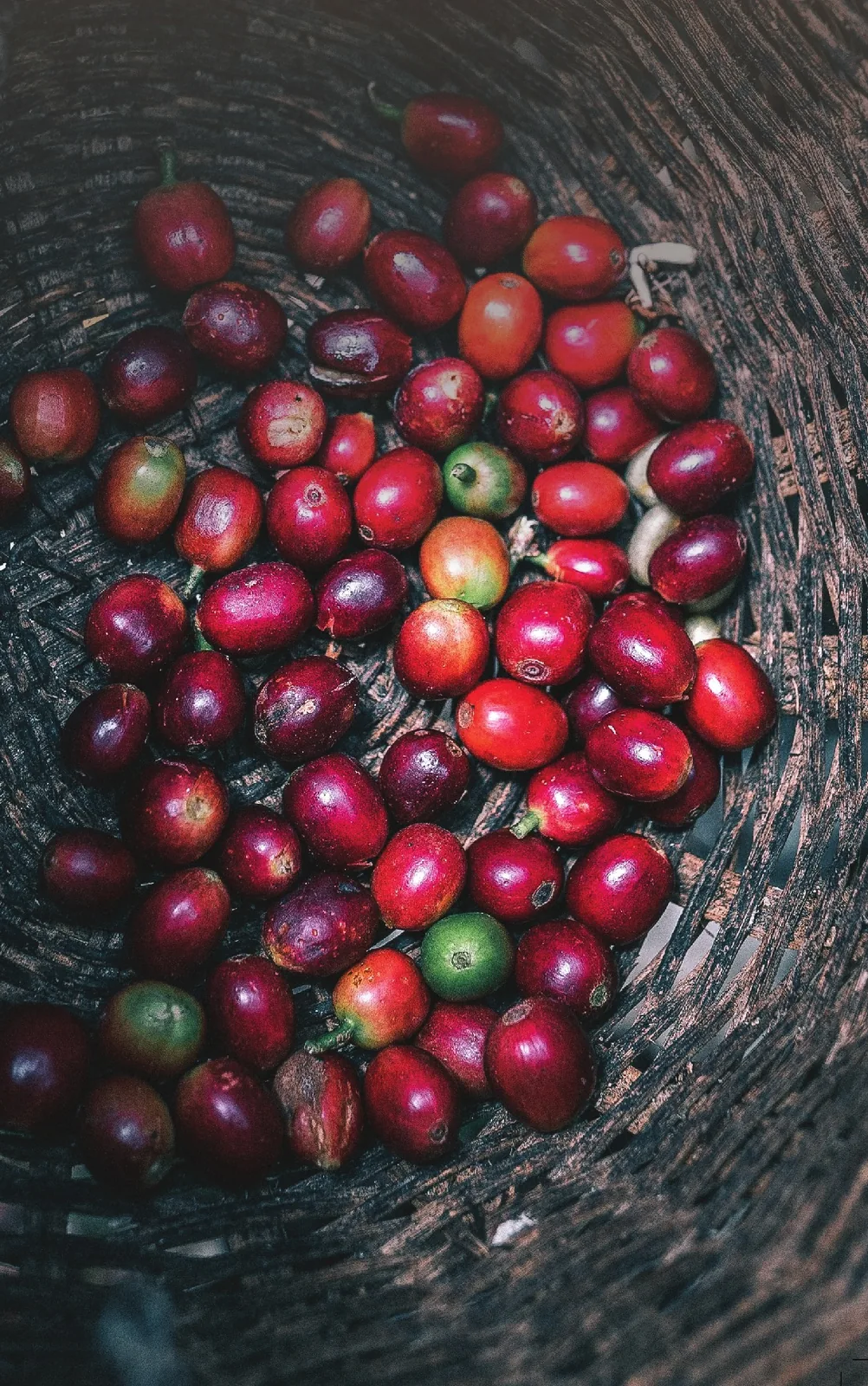 Ripe Robusta coffee cherries