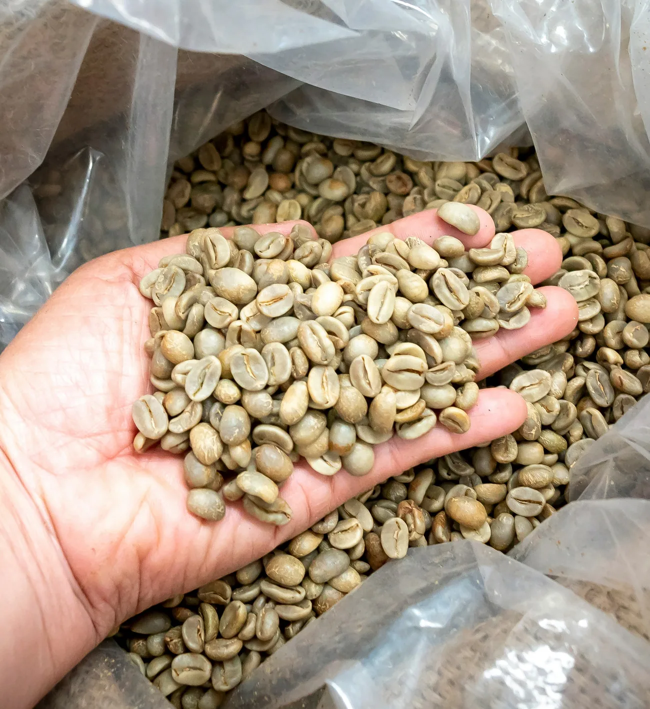 Green Robusta beans in hand, from a jute bag