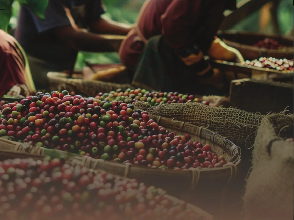 Coffee harvest in Vietnam